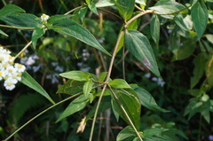 Alloispermum integrifolium