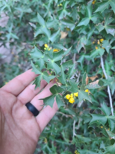 kofa mountain barberry (Berberis harrisoniana)
