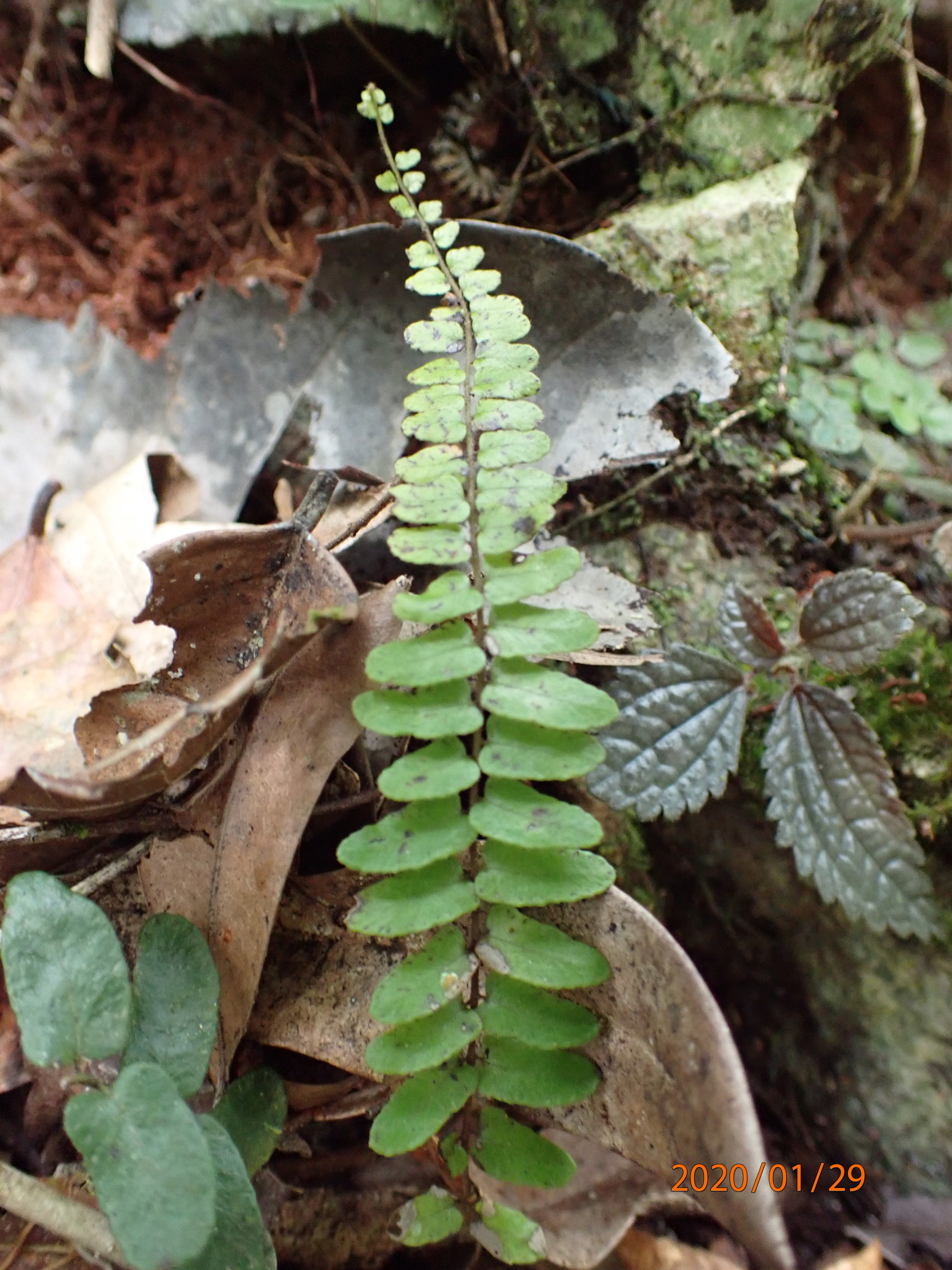Goniopteris cordata