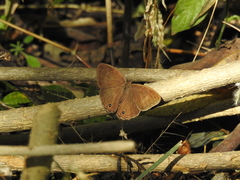 Cissia