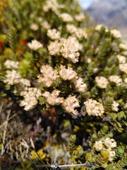 Pimelea traversii traversii