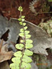 Goniopteris cordata