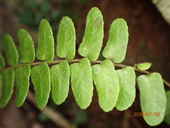 Goniopteris cordata