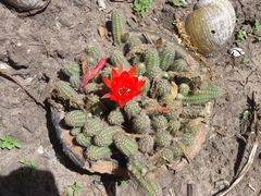 Lobivia silvestrii