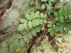Goniopteris cordata