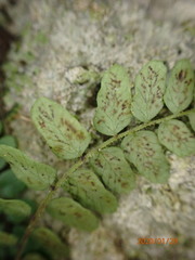 Goniopteris cordata