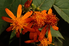 Pseudogynoxys haenkei