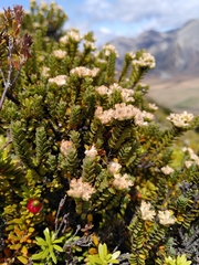 Pimelea traversii traversii