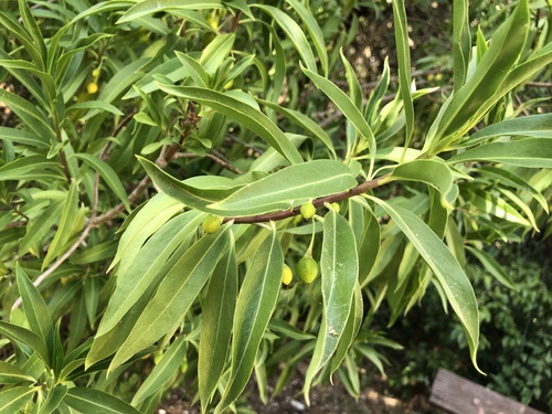 Bontia daphnoides