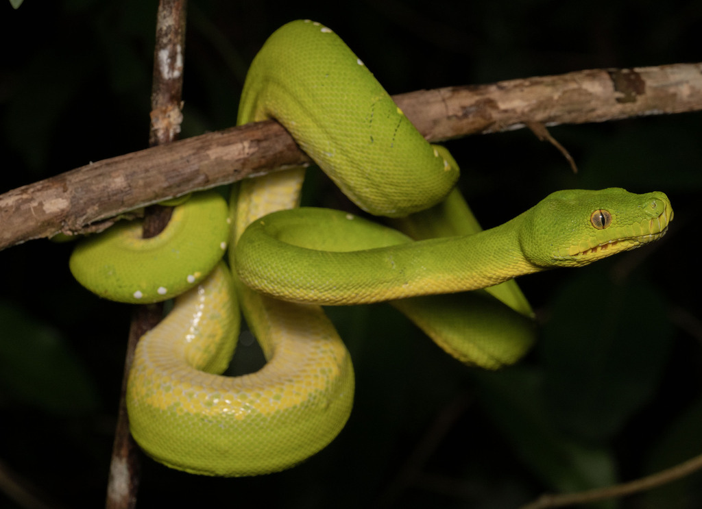 Green tree python