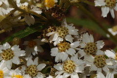 Alloispermum