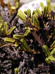 Veronica tetrasticha