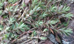 Paronychia franciscana
