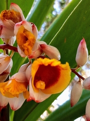 Alpinia zerumbet