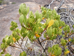 Anthocercis viscosa