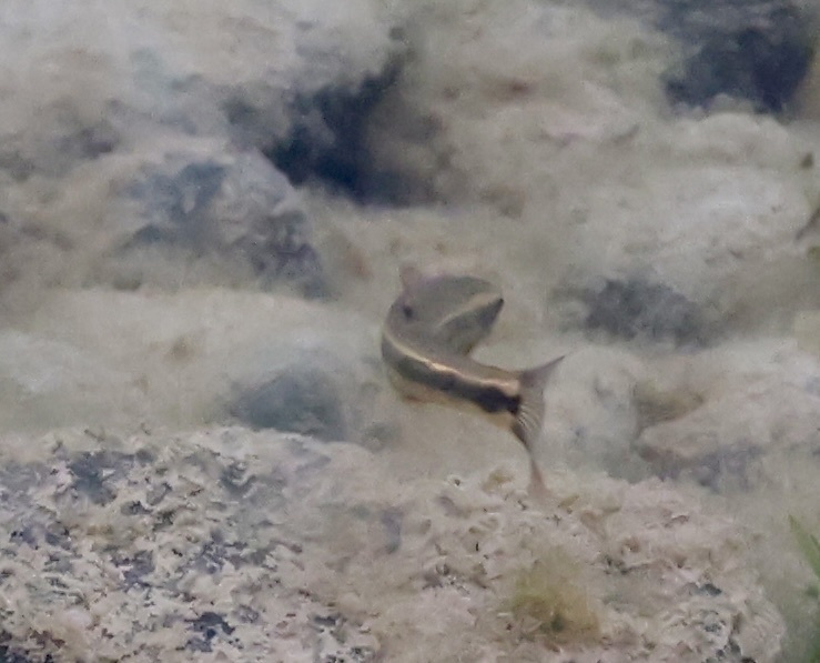 Speckled dace (Rhinichthys osculus) — Cyprinidae