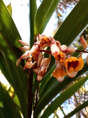 Alpinia zerumbet