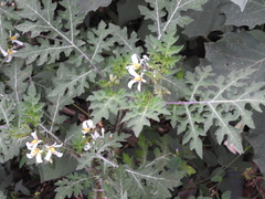 Solanum grayi