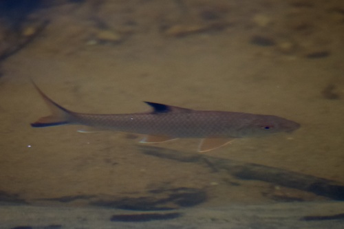 Siam Highfin Shark (Barbichthys laevis) — Cyprinidae