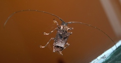 Polyrhaphis spinipennis