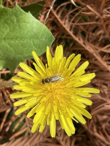 Unknown species found near Travis County, US-TX, US