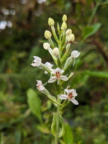 Habenaria monorrhiza (Habenaria monorrhiza)