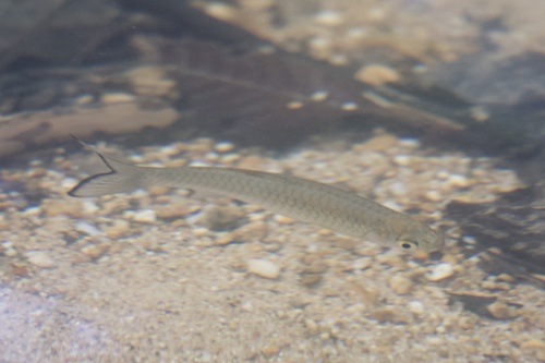 Common rasbora (Rasbora vulgaris) — Cyprinidae