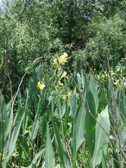 Canna glauca