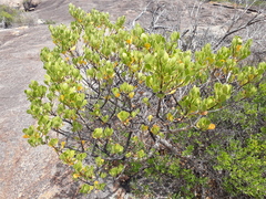 Anthocercis viscosa