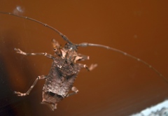 Polyrhaphis spinipennis