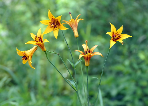 Canada lily (Lilium canadense)