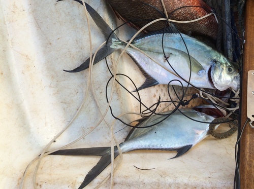 Photo of Senegal jack (Caranx senegallus)