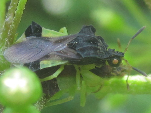 Pennsylvania Ambush Bug photo 5