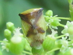 Elasmostethus atricornis