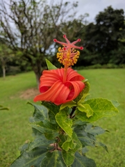 Hibiscus clayi