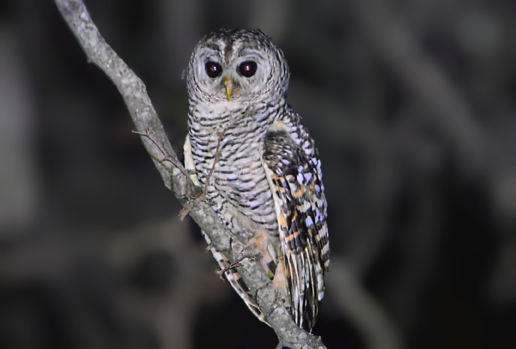 Chaco Owl (Strix chacoensis), photo 1