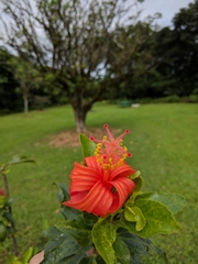 Hibiscus clayi