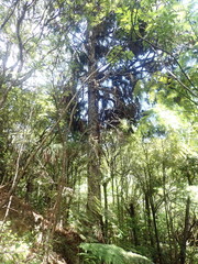 Pterophylla sylvicola