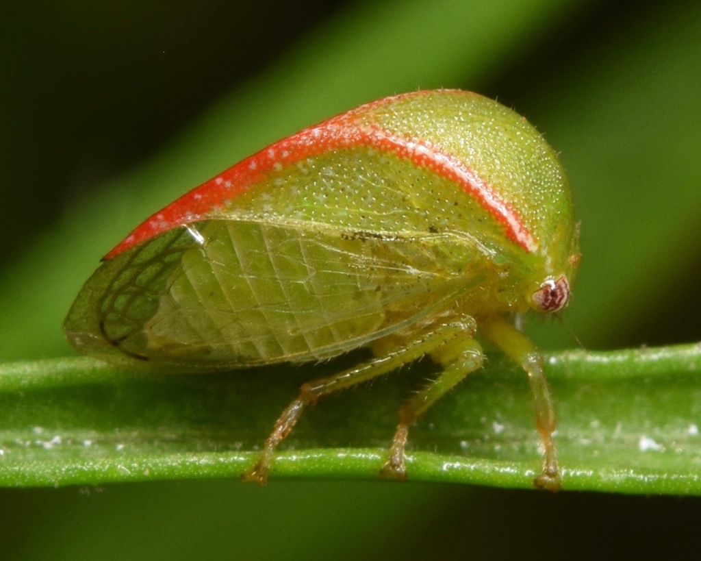 Three-cornered Alfalfa Hopper (Spissistilus festinus) · iNaturalist