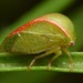 Spissistilus festinus - Photo 由 skitterbug 所上傳的 (c) skitterbug，保留部份權利CC BY