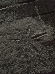 Pelecaniformes