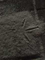 Pelecaniformes