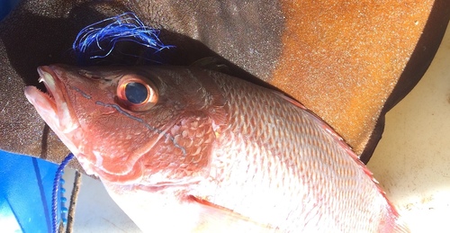 Gorean snapper (Lutjanus goreensis) — Lutjanidae — 3