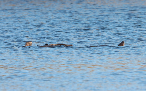 North American River Otter photographed in Massachusetts