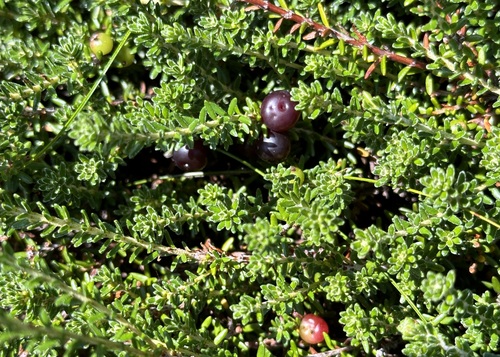 Purple Crowberry (Empetrum atropurpureum)
