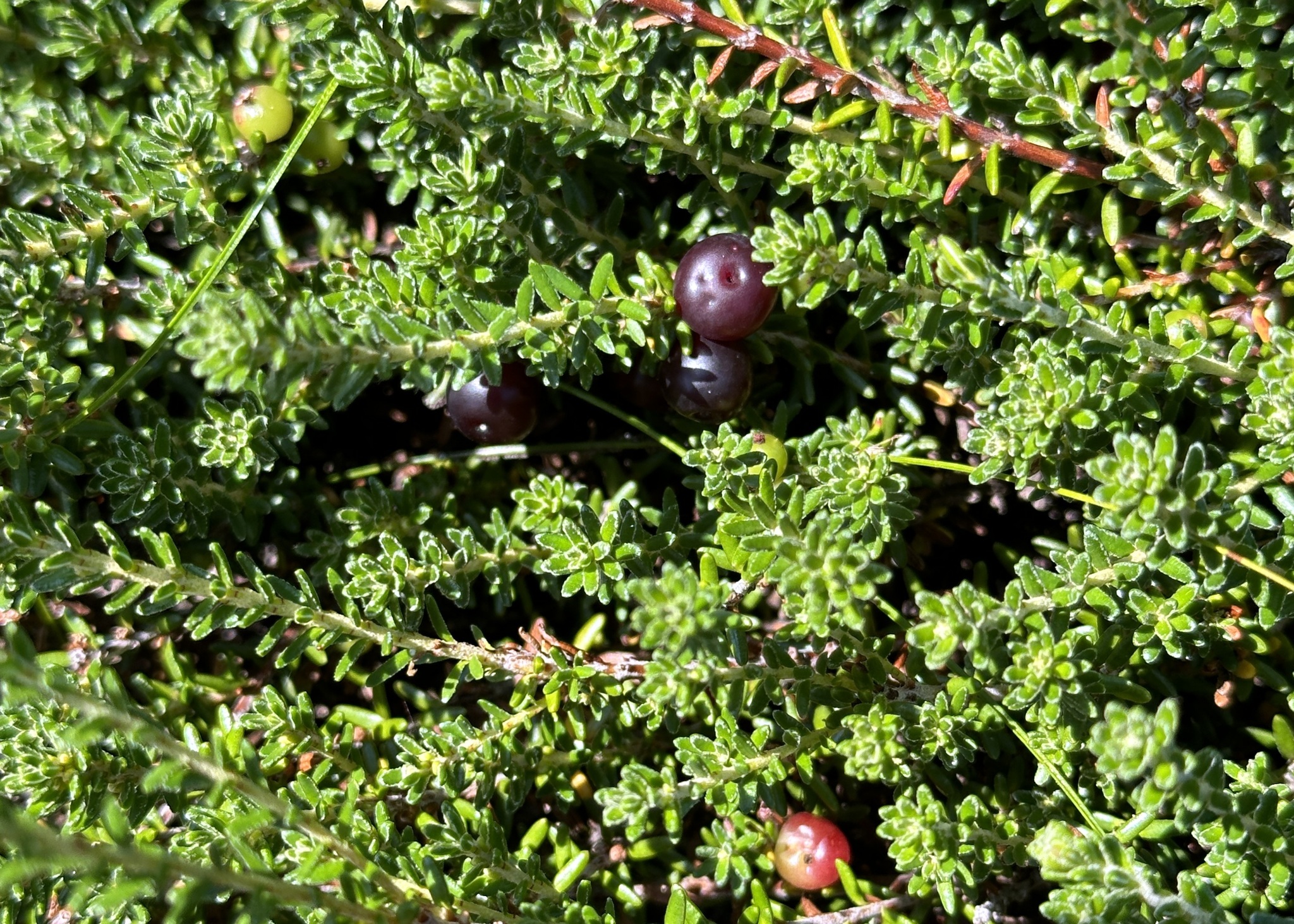 Purple Crowberry (Empetrum atropurpureum)