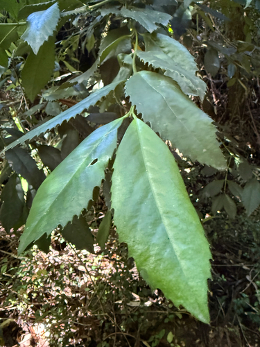 Tepa (Laureliopsis philippiana)