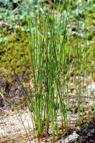 Thread Rush (Juncus filiformis)