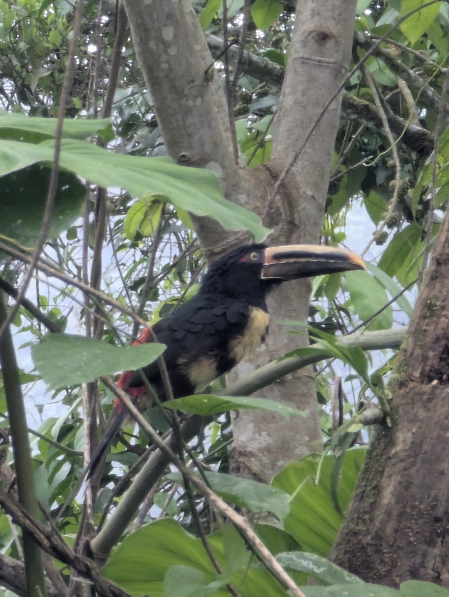Pale-mandibled Aracari (Pteroglossus erythropygius), photo 3