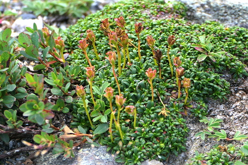 Diapensia (Diapensia lapponica)